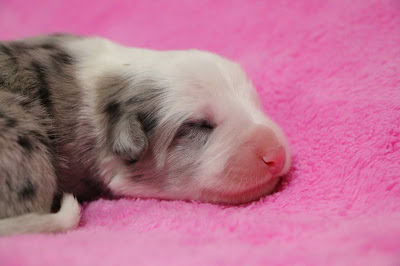 子犬がピンクの毛布の上で眠っている様子.