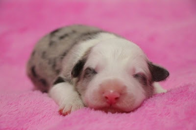 子犬がピンクの毛布の上で眠っている様子.