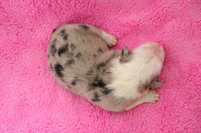 子猫がピンクの毛布の上で眠る様子.