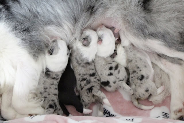母猫と子猫たちの親子の温かい瞬間を捉えた画像です。.