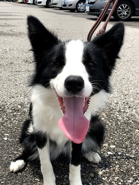 ボーダーコリーの子犬が笑顔で舌を出している写真.