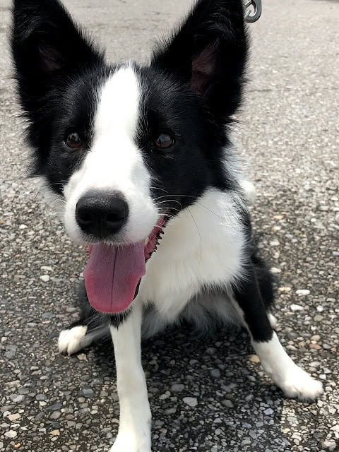 ボーダーコリーの子犬が笑顔でこちらを見ている写真.