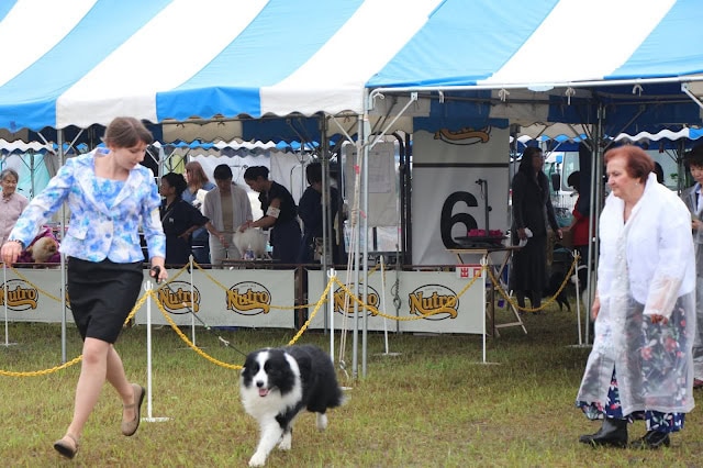 屋外のドッグショー会場で犬と飼い主が交流しているシーン.