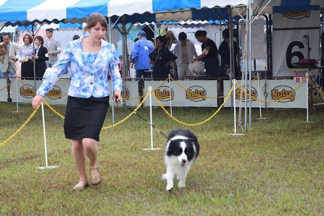 犬のショーでの女性とボーダーコリー.