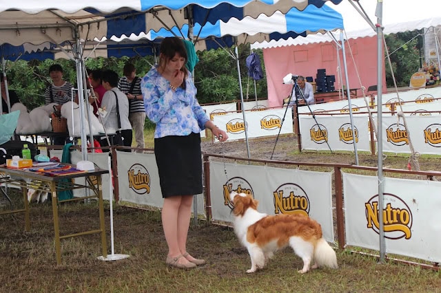 犬のショーで女性と小型犬が対話している様子。.