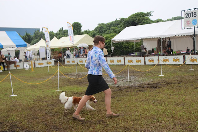 女性が犬と一緒にドッグショーで歩行練習をしている様子.