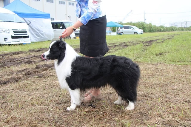 犬の品評会でボーダーコリーが展示されている様子.
