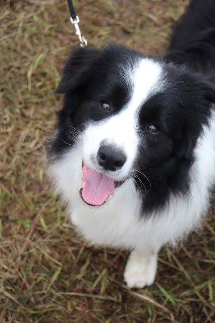 ボーダーコリーの犬が草の上で笑顔を見せている様子.