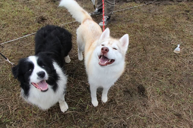 犬たちがフェンスの前で笑顔を見せている様子.