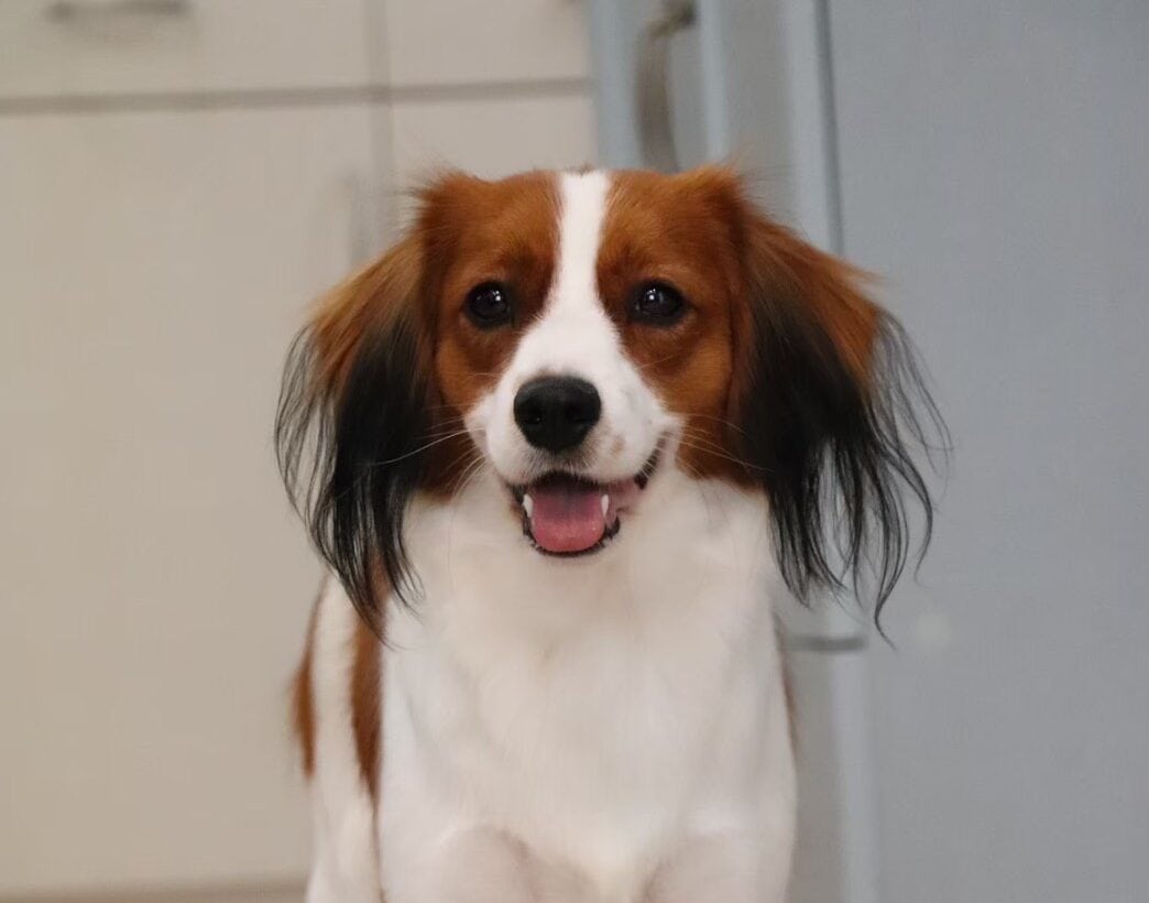 コーイケルホンディエ（立ちポーズ） 親犬紹介｜ボーダーコリー・コーイケルホンディエ・ハバニーズ | YUSHA