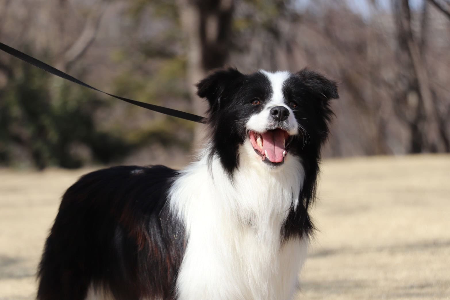 マフィン｜ボーダーコリーの親犬プロフィール | YUSHA KENNEL