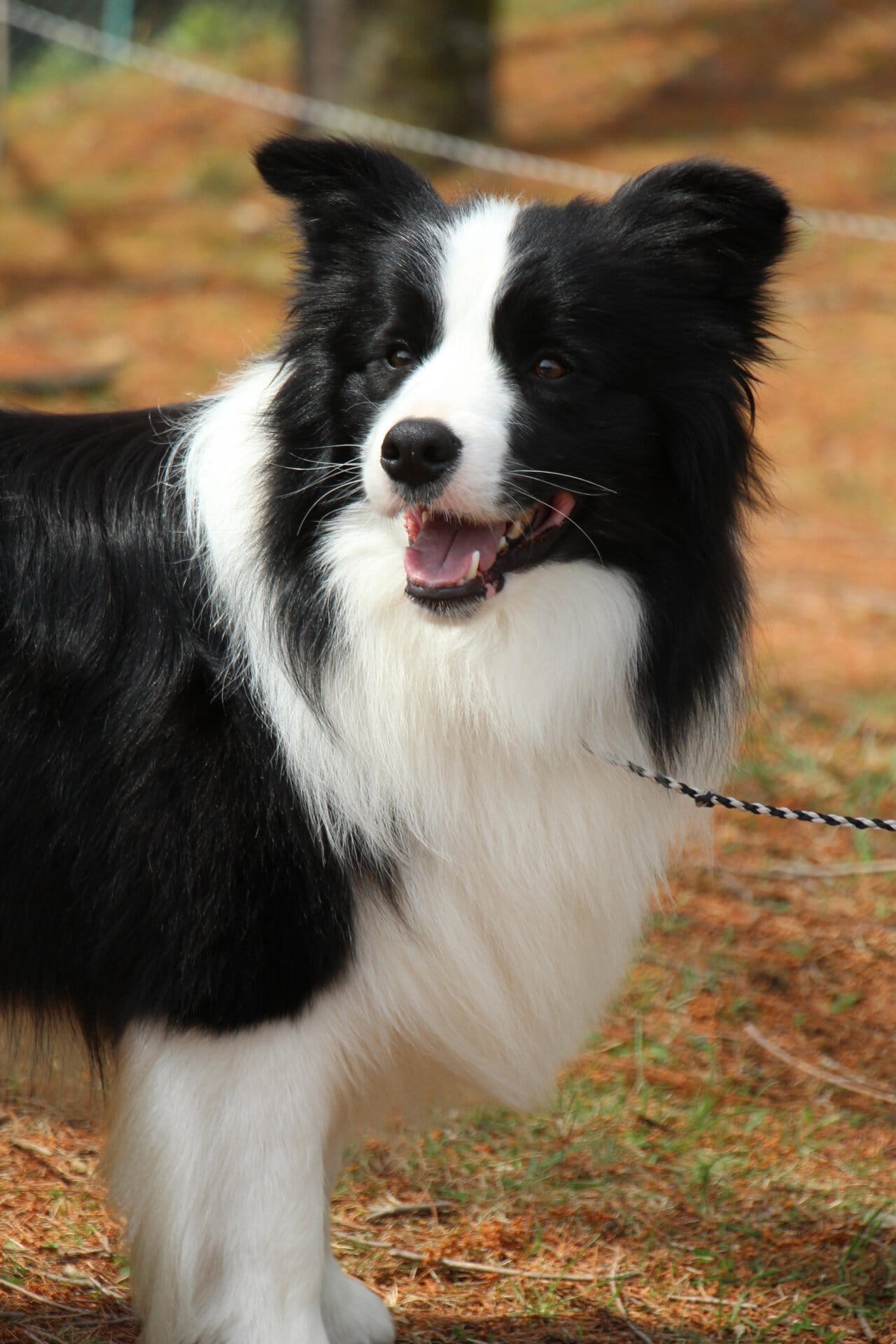 親犬紹介｜ボーダーコリー・コーイケルホンディエ・ハバニーズ | YUSHA