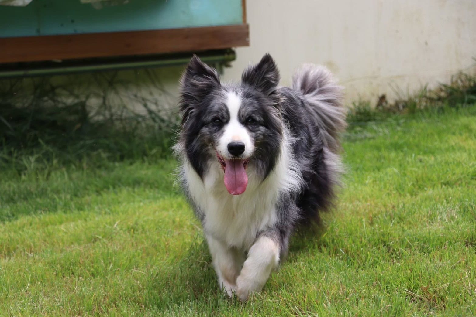 クィーニー｜ボーダーコリーの親犬プロフィール | YUSHA KENNEL