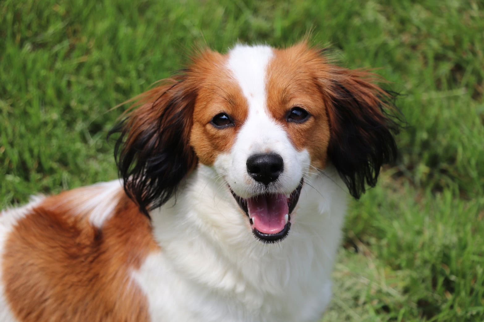 キャンディー｜コーイケルホンディエの親犬プロフィール | YUSHA KENNEL