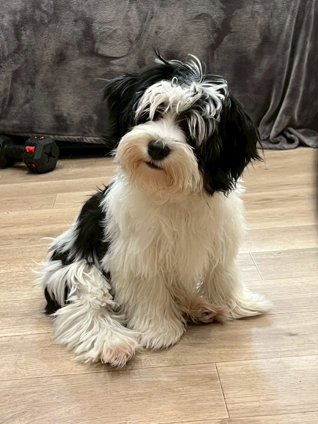 親犬紹介｜ボーダーコリー・コーイケルホンディエ・ハバニーズ | YUSHA
