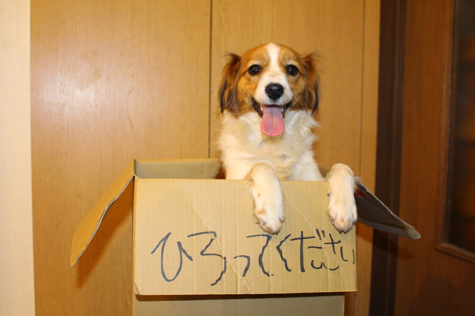 可愛い子犬ですよん♡