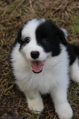 カイザーくん&フルくんのお里帰り