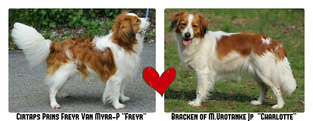 フレイ×シャル　交配しました♪　