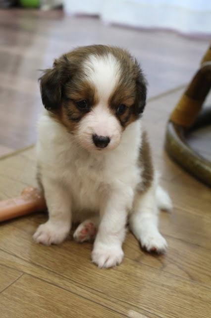 最近の子犬達♡