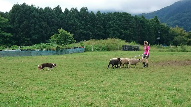 マレーくんシープドッグデビュー