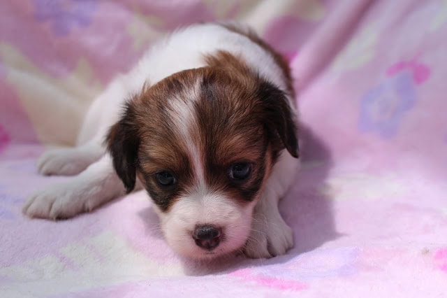 生後1か月の子犬のアップ写真.