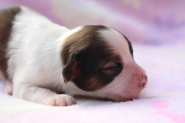 生後12日のかわいい子犬の寝顔写真です。.