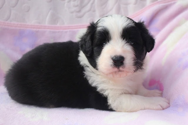 子犬の生後25日、黒白の毛色と愛らしい表情が魅力的な幼犬の写真です。.