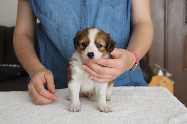 小さなパピーのかわいい犬の写真.