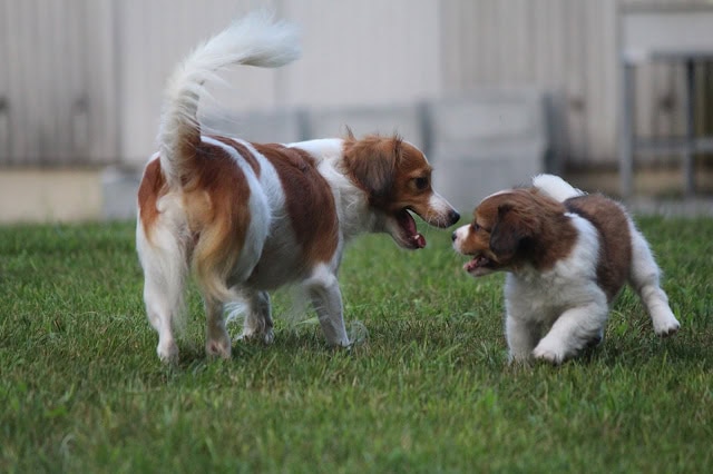 子犬同士が遊ぶかわいい瞬間.