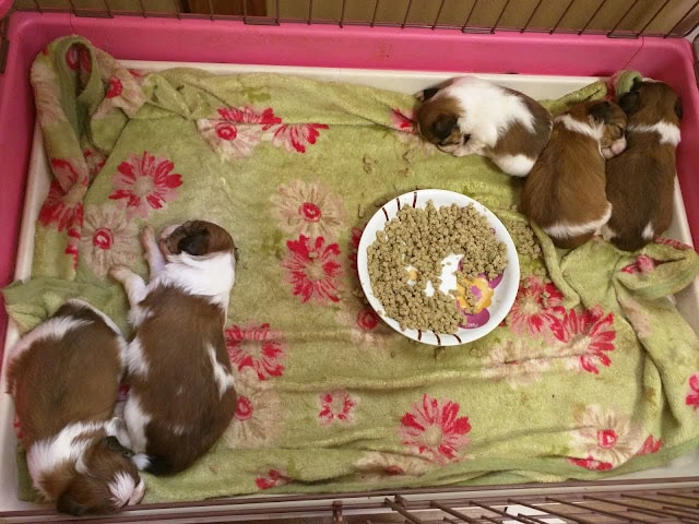 子犬たちが毛布の上でくつろいでいます。.