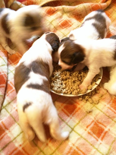 子犬たちが餌を食べている様子.