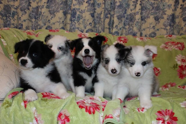 子犬たちがソファに並んで座っている写真.