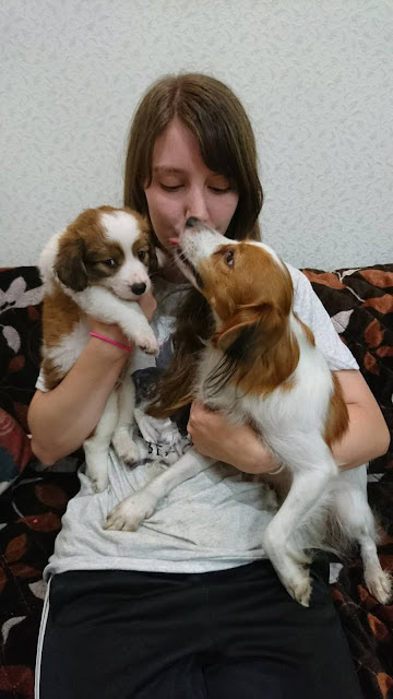 女性と2匹の犬がソファで遊ぶ心温まる瞬間.