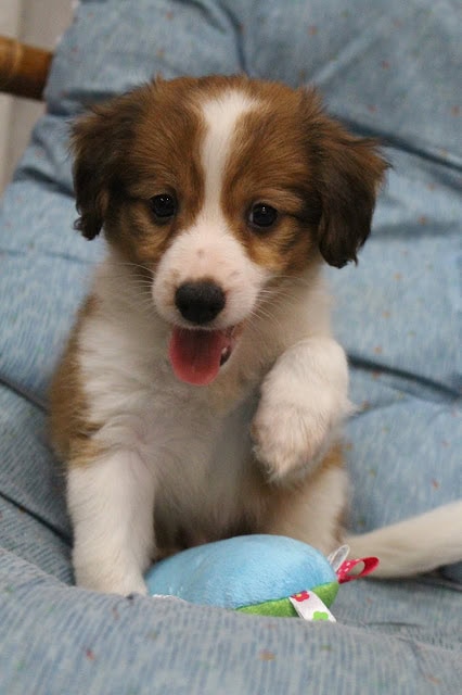 ALTタグ:元気いっぱいの子犬のアップ写真.