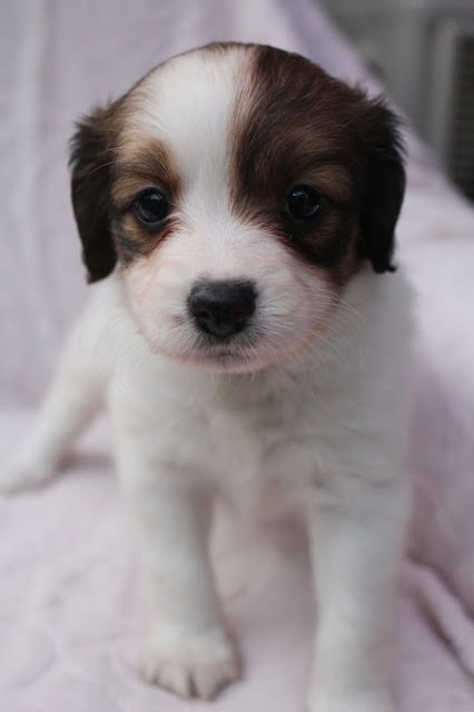 子犬の顔と大きな瞳が魅力的な画像です.