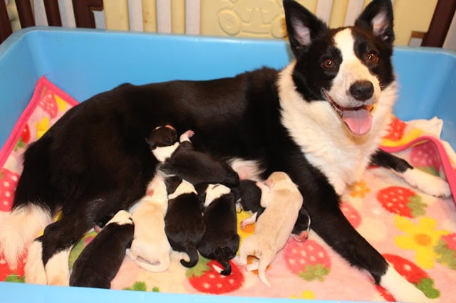 母犬と子犬たちのかわいい誕生シーン.