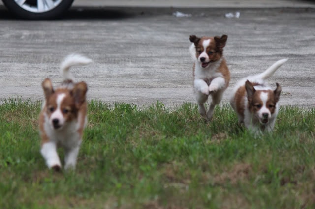 子犬たちが草原で元気に走る姿を捉えたかわいい写真.