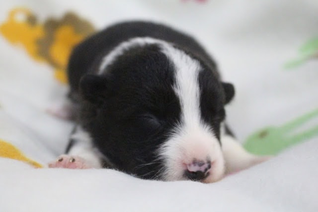 子犬が眠っているかわいい瞬間.