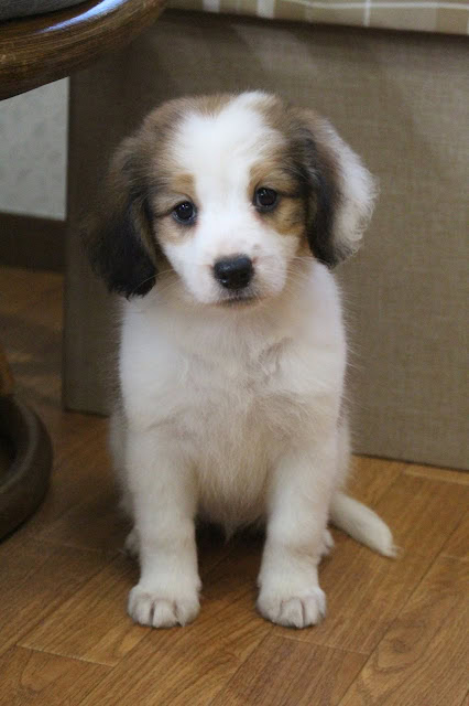 かわいい子犬が室内で座っている写真.