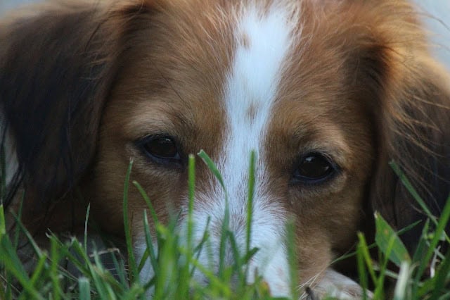 犬の顔のクローズアップ、草の中にいる姿.