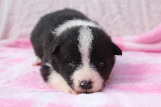子犬のかわいい黒白の子犬が寝ている様子.
