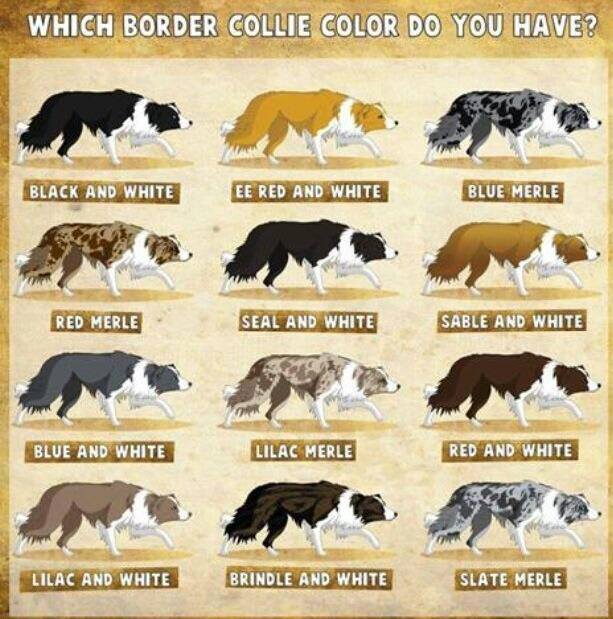 ボーダーコリーのさまざまな毛色と遺伝法則を示す画像です。.