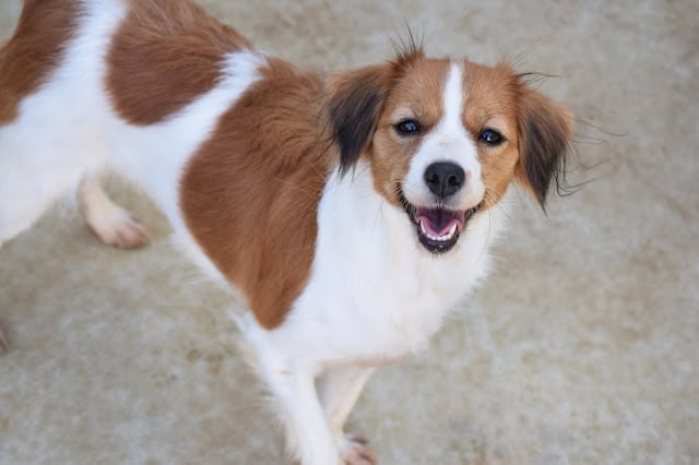 青空の下で笑顔の小型犬.
