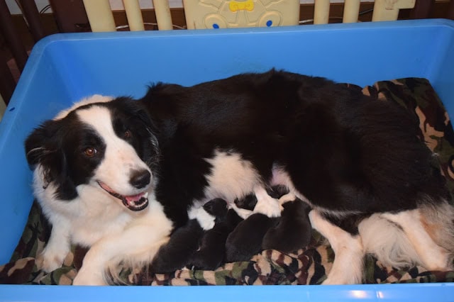 母犬と子犬たちの幸せな瞬間を捉えた写真です。.