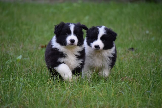 子犬のペアが草原を走る, 可愛いボーダーコリーの子犬たち.