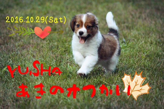 子犬が草原を走る姿と秋の落ち葉のイラスト付き.