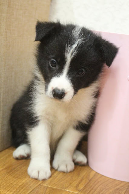 子犬のかわいいブラック＆ホワイトの子犬のアップ写真.