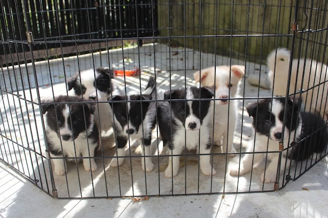 子犬たちが日向ぼっこを楽しむ様子.