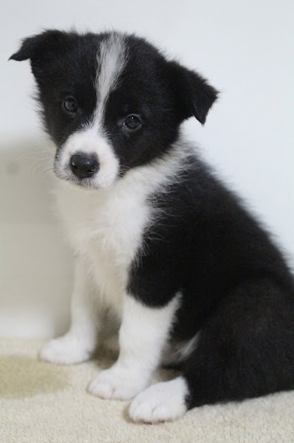 子犬の黒と白のかわいい姿.