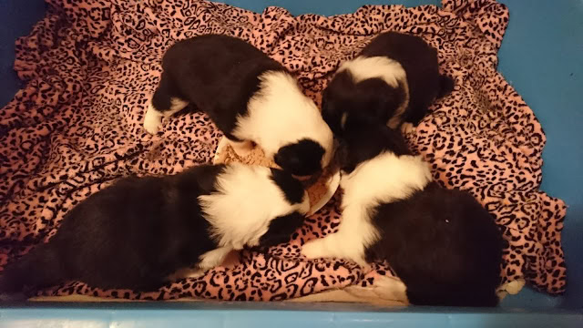 子犬たちが離乳食を食べている様子を撮影した写真です。.